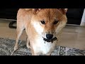 構って欲しくてわざと悪さをする柴犬 柴犬ゆき Shiba inu, Yuki