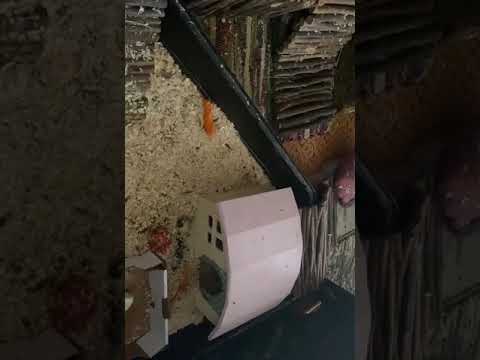 Ferienbetreuung auf der Meerschweinchenfarm