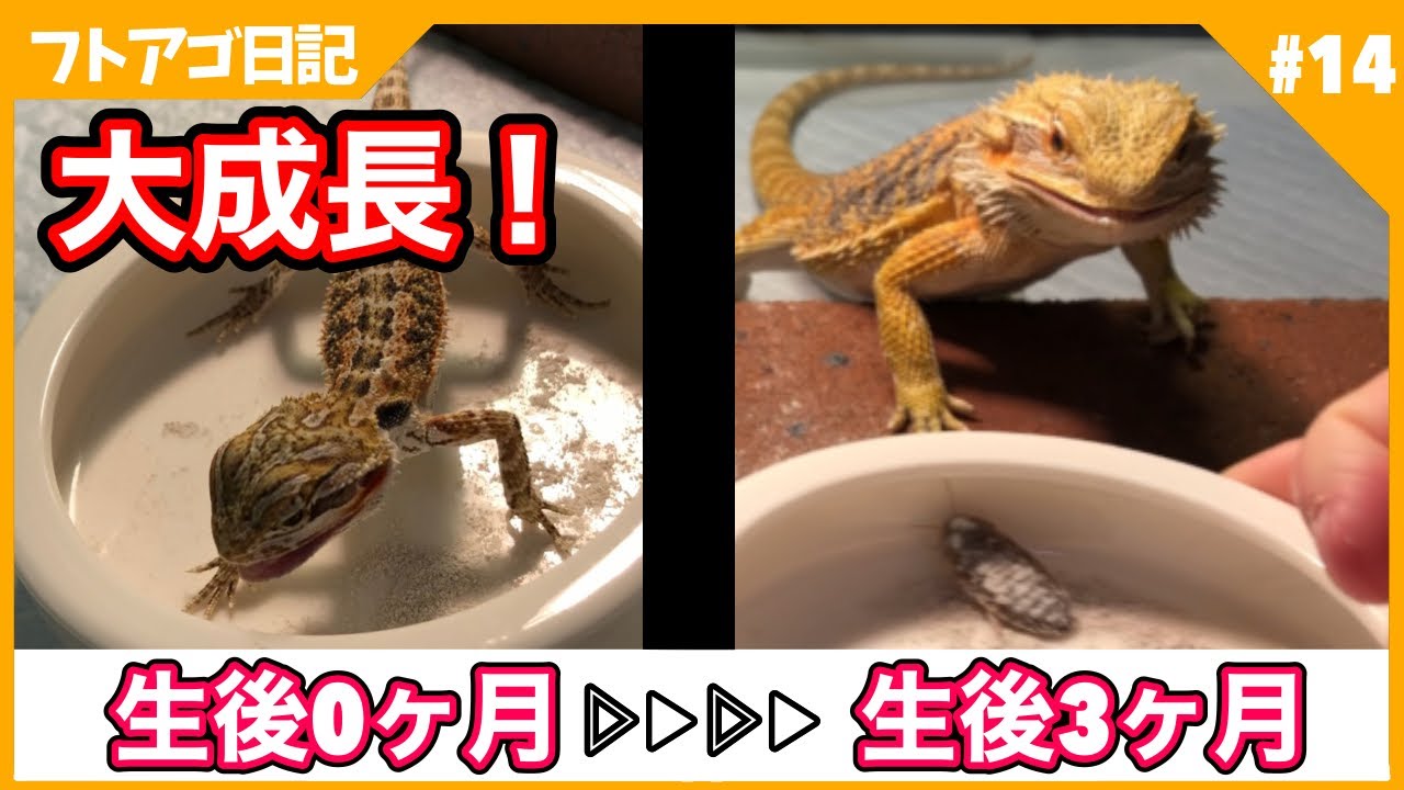 フトアゴ ヒゲ トカゲ 魔 の 3 ヶ月