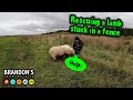 Rescuing a lamb