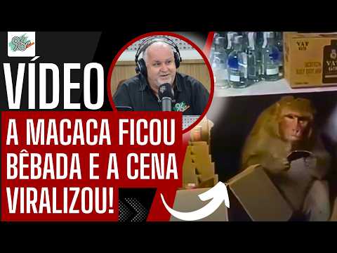 MACACA BEBE DIRETO DA GARRAFA, FICA BÊBADA E DORME NA LOJA