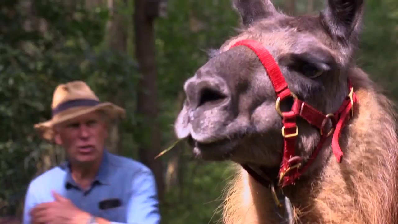 Unsere Wirtschaft - Lama-Trekking in der Lüneburger Heide
