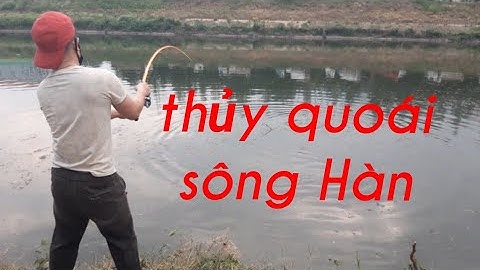 Câu cá chép sông hàn cực phê luôn|| cuộc sống Hàn Quốc||thắng korea
