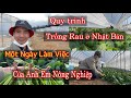 Quy Trình Trồng Rau ở Nhật/ Một Ngày Làm Việc Của Anh Em Đơn Hàng Nông Nghiệp Nhật Bản/ Trần Huy TV