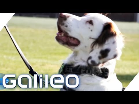 Molly - Der Anti-Doping-Hund | Galileo | ProSieben