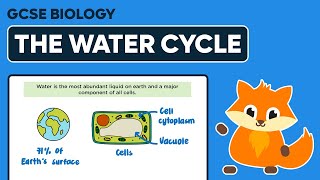 The Water Cycle - GCSE Biology