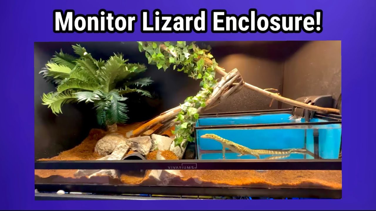 EPIC MONITOR LIZARD ENCLOSURE For A Quince Monitor YouTube epic-monitor-lizard-enclosure-for-a-quince-monitor-youtube