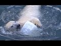 Закрытие купального сезона у белых медведей