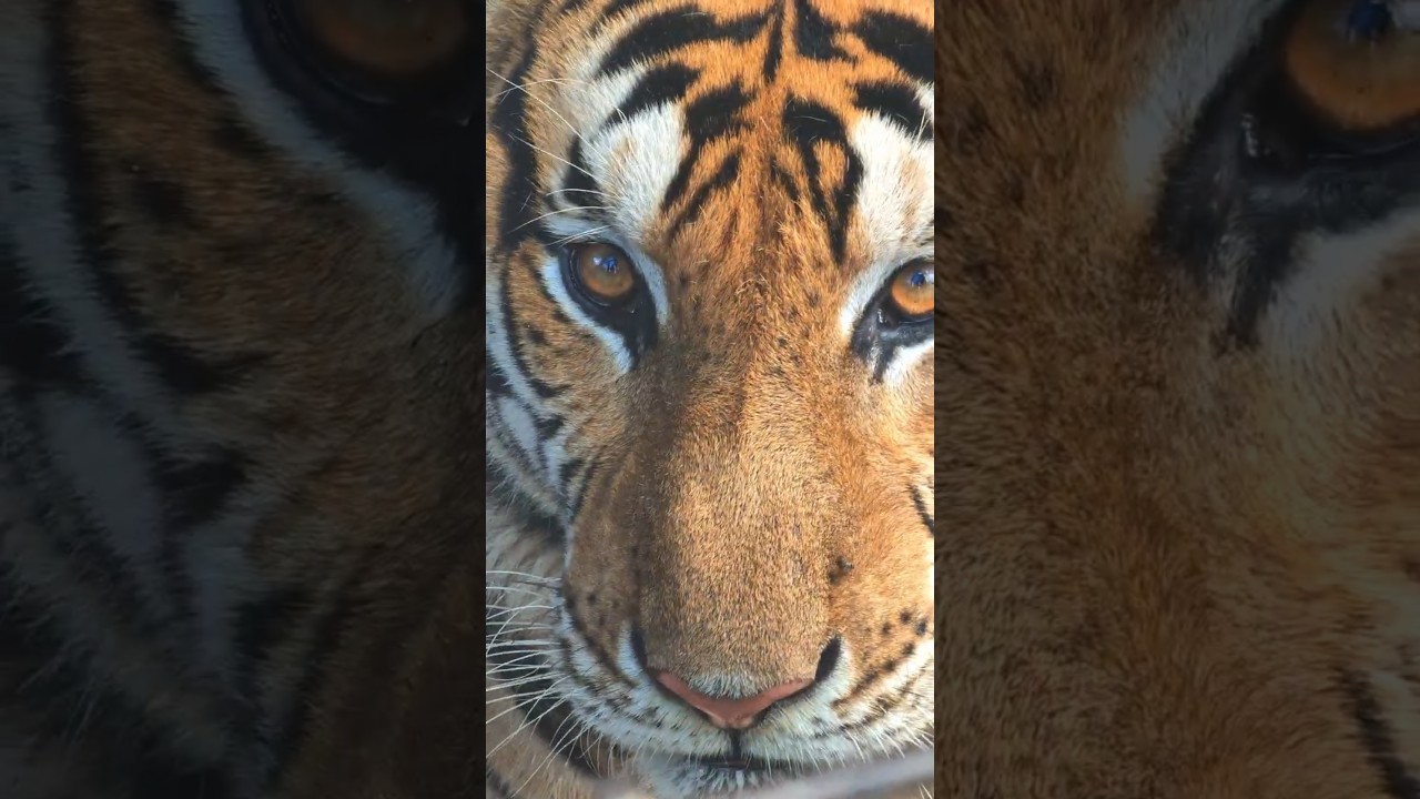 Manny Pacquiao's Tiger in Private Zoo