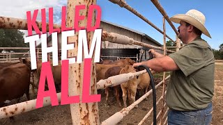 How to Get Rid of Flies on Cattle