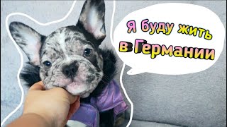 Что будет дальше? Французский бульдог Мирайя. Мокрый нос