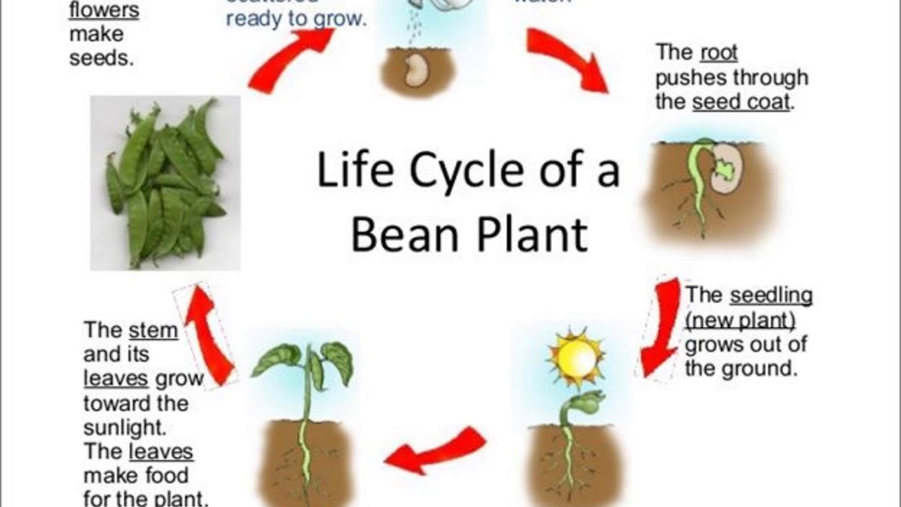 Plant в прошедшем. Plant Life Cycle for Kids. Plant Life Cycle Worksheets. Plants для детей. Lifecycle of a Plant Project for Kids.