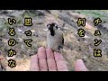 私はチュンを見てあれこれ思ってます 【すずめ日記】