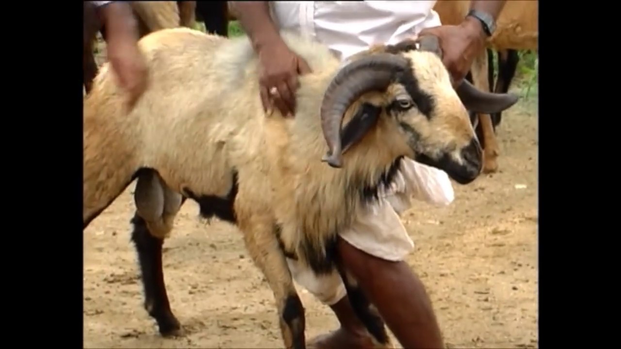 Best sheep and goat farm and good shed , India - YouTube