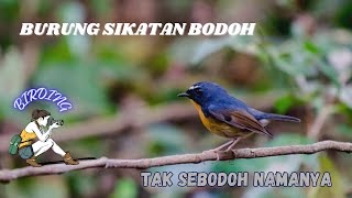 Si Mungil Bersuara Syahdu | Sikatan Bodoh | Tledekan Mini