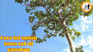 24-7-23 memikat serindit di belakang rumah warga