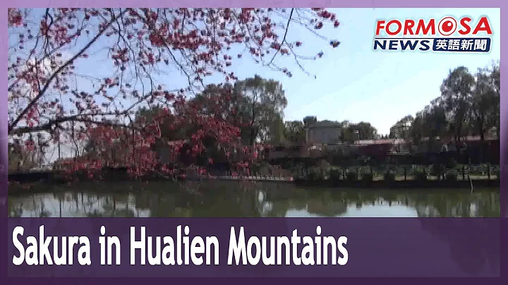 Sakura surround Bihetan lake in Hualien’s mountainous Alan Thgahan village - DayDayNews