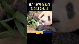 우리 애기 이빨이 얼마나 자랐나! #강바오 #푸바오