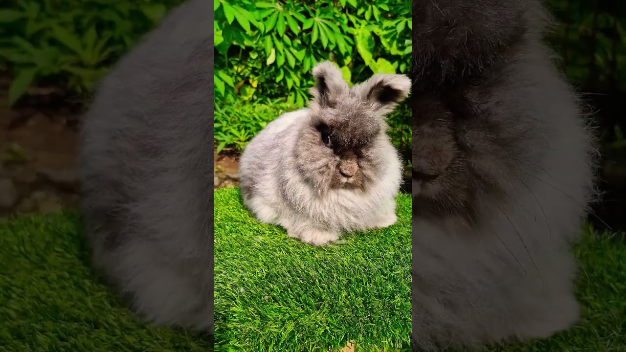 kelinci telinga panjang