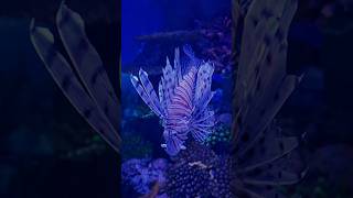 Marassi Aquarium & Underwater Zoo, Bahrain #bahrain #aquarium #shorts #manama