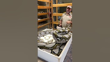 Would You Do This? 😳 #shorts #animals #reptile #giant #python #snake