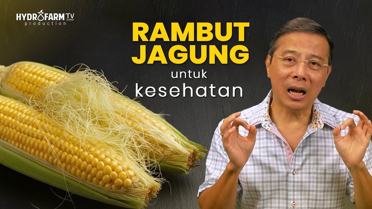RAMBUT JAGUNG untuk KESEHATAN TUBUH..!!