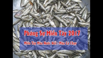 Phóng Sự Miền Tây 2017 | Miền Tây Mùa Nước Nổi - Tập 37: Mùa cá chạy
