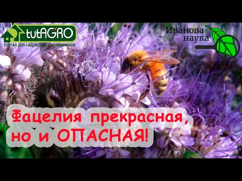 Видео: Во время прорастания семян запасенная пища мобилизуется?