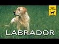 LABRADOR RETRIEVER trailer documentario