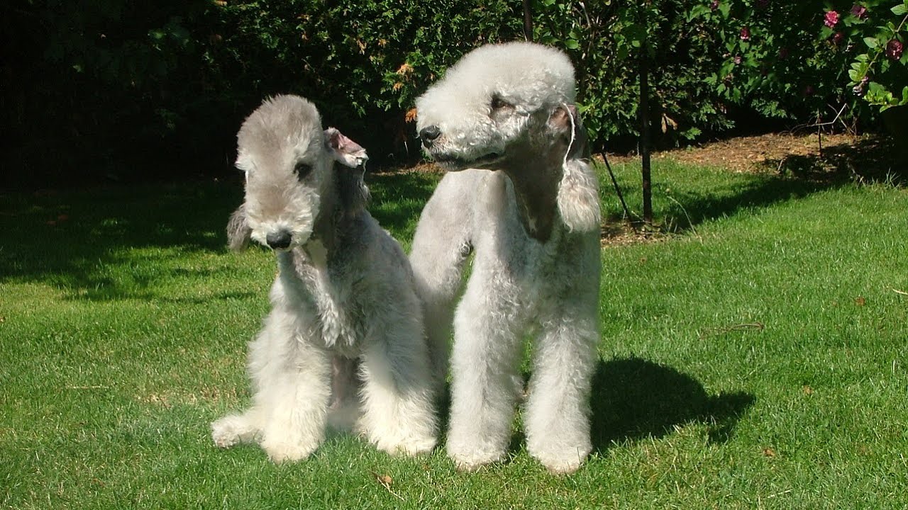 15 Pros and Cons of Owning a Bedlington Terrier YouTube