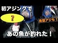 ♯３　マスオさん初の夜アジングに挑戦！