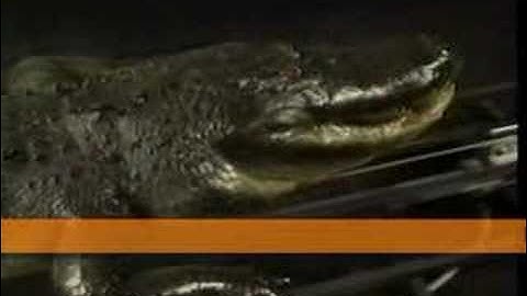 Halloween Attack Alligator Chomp Animatronic Props