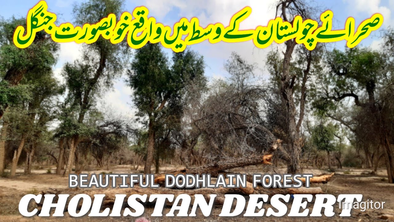 Dodhlain Forest Fort Abbas Border Cholistan Desert Pakistan India Border Rajasthan Rohi Bahawalpur