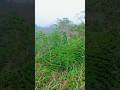 Drone view Sahapur Tea Garden Assam😍👀💖#assam #teagarden #trending #viral