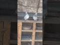 Indian Highflyer Pigeon Pair #pigeon #kabootar #kabootarba #kabutar #pigeonlover