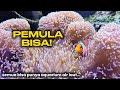 Pelihara Ikan Nemo &amp; Anemon di Rumah, Ternyata Mudah