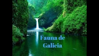 Fauna de Galicia