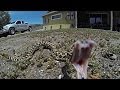 Rattlesnake Strike in 480 fps Slow Motion