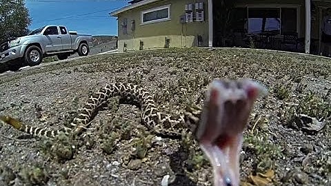 Rattlesnake Strike in 480 fps Slow Motion