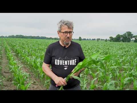 Wideo: Zgnilizna Korzeni Kukurydzy