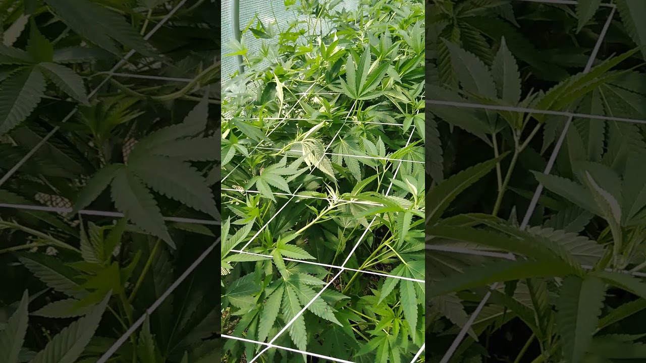 The scrog technique employed outdoors