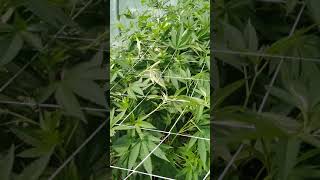The scrog technique employed outdoors