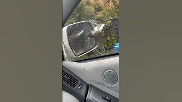 Vogel valt zijn weerspiegeling in de zijspiegel van een auto aan || ViralHog