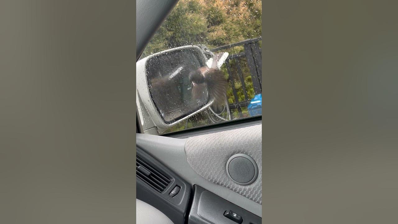 Chipping Sparrow (Attacking Its Own Reflection in a Car Mirror)