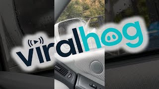 Bird Attacks Its Reflection in Car's Side-View Mirror || ViralHog