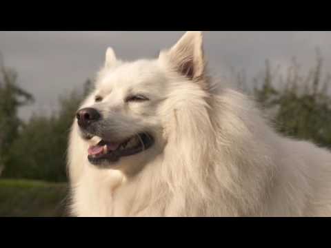Video: Keeshond Hondenras Hypoallergeen, Gezondheid En Levensduur