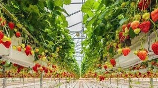 Amazing Hydroponic Strawberry Farming in a Greenhouse || Modern Agricultural Technology