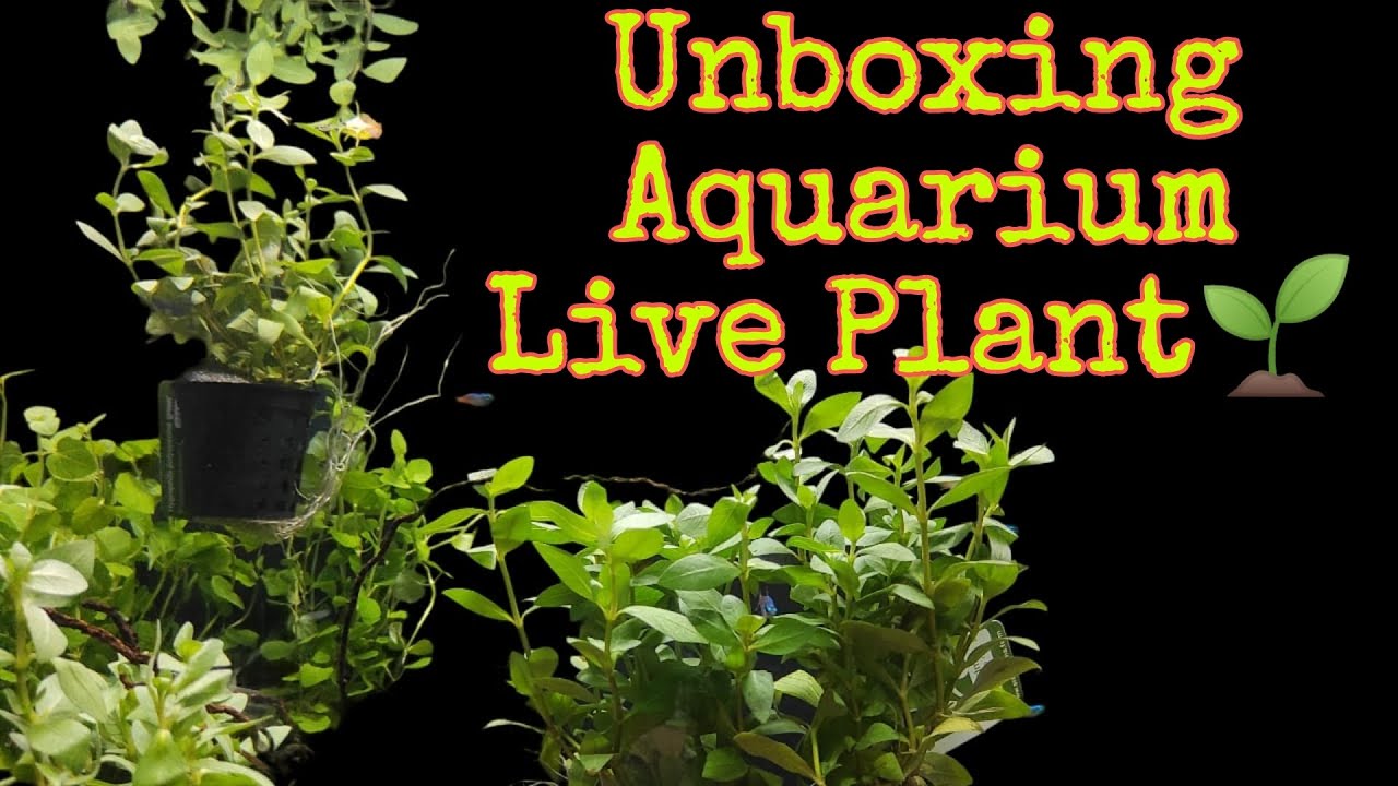 Unboxing Aquarium Live Plant Aquatic Plant Biggest Live Aquarium