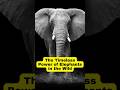 "The Timeless Power of Elephants in the Wild" #elephant #facts #shorts
