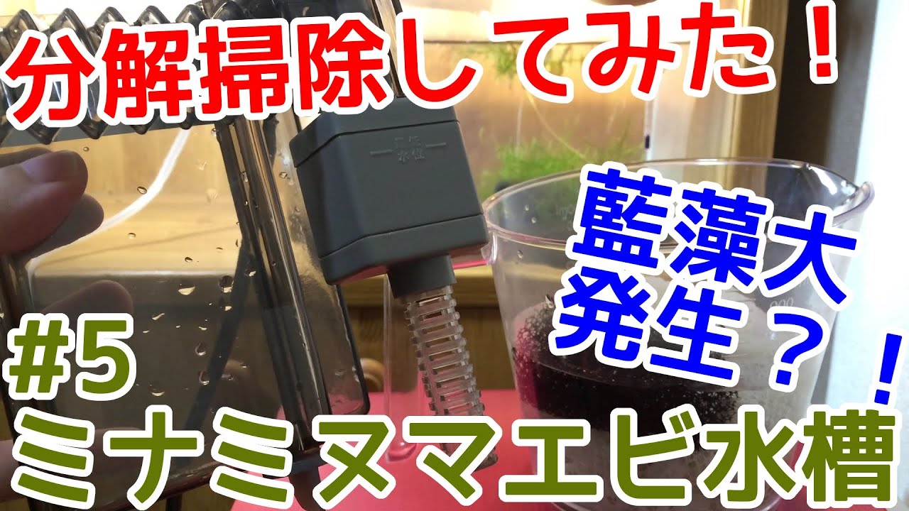 エビアクアリウム 外掛けフィルターatを分解掃除してみた 藍藻発生か ミナミヌマエビ繁殖水槽 5 Youtube